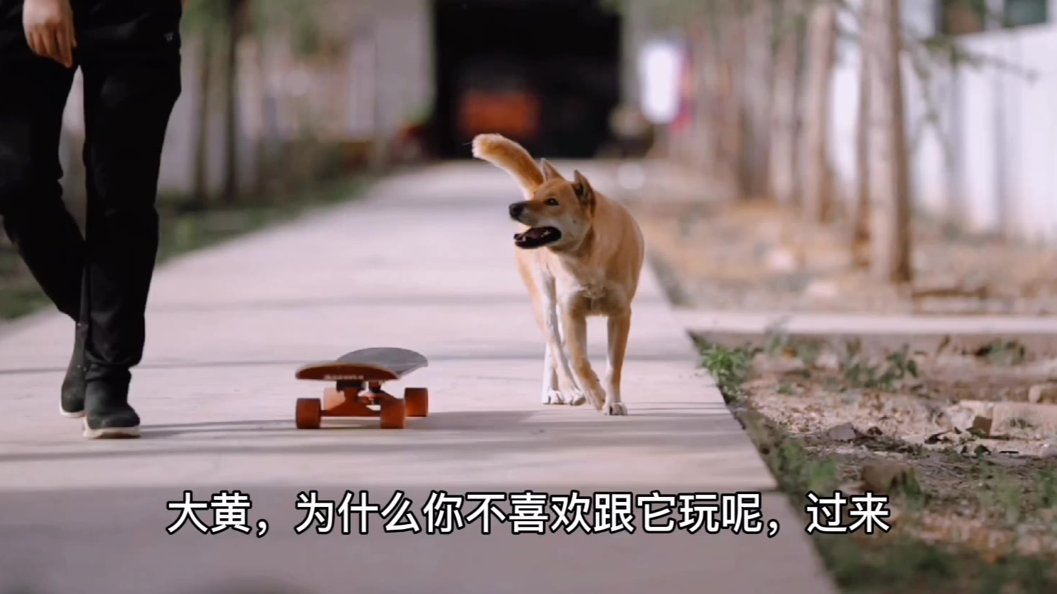 大黄听懂人话不断玩滑板,把老爷爷狗冷落了。